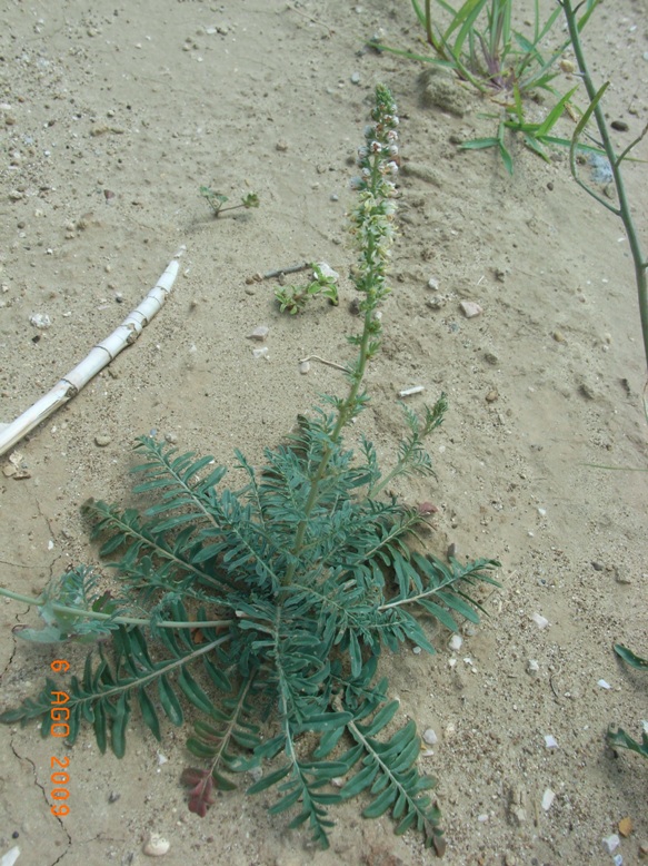 Reseda alba  s.l.